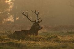 David Plant Photography - Wildlife Photography - Red deer - F